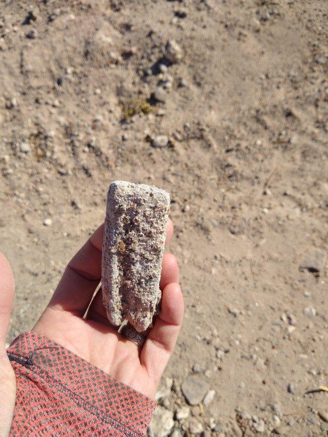Fossil horse tooth, crusted with sand and pebbles, discovered during construction along EMPRC access road